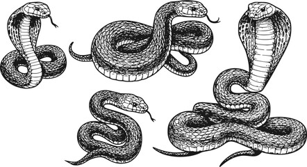 Vintage engraving isolated snake set illustration serpent ink sketch. Reptile asp background viper silhouette cobra art. Black and white hand drawn image