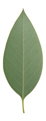 Obraz premium Single eucalyptus leaf with pointed tip and muted green tone