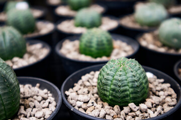 Euphorbia Obesa, globular succulent plant with white poisonous juice. It is known as the baseball plant, is a rare, ball-shaped succulent native to the Great Karoo region of South Africa