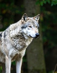 Naklejka premium Grey wolf in forest