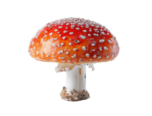 Close-up of a vibrant red toadstool with white stem and speckled cap
