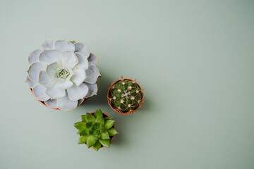 Three potted plants, a large pale succulent and two small green succulents, arranged on a soft...