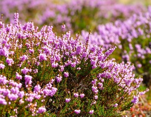 Close-up of blooming purple heather