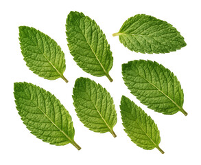 Naklejka premium Dried spearmint leaves with a bright green color