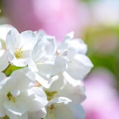 Obraz premium Delicate white blossoms in soft focus