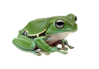 Close-up of a vibrant green tree frog, showcasing its smooth skin texture and large, expressive eyes against a striking black backdrop.