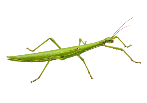 Striking close-up of a vibrant green stick insect, showcasing its slender body and intricate detail against a pure black background.