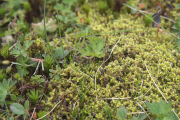 シモフリゴケ（Racomitrium lanuginosum）／高山の岩の上などに生える苔【美ヶ原高原】長野県・8月