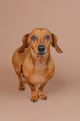 Dachshund standing alone on beige floor with alert look perfect for breed-specific content or minimalist pet themes