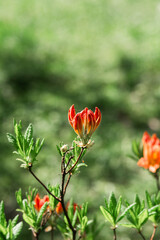 Bright red lilly flowers bloom amidst lush green foliage in a natural setting