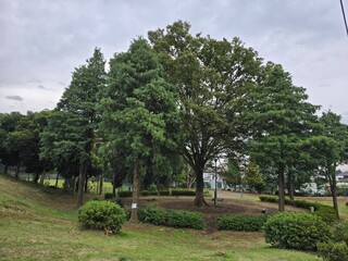 公園にそびえる大きな木