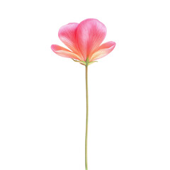 Single pink bleeding heart flower with delicate petals and long green stem, isolated on transparency background, romantic and elegant botanical illustration
