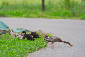 Fototapeta premium Indian Runner ducks outdoors at organic Swiss farm on a late summer morning. Photo taken September 1st, 2025, Zurich Schwamendingen, Switzerland.