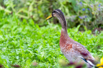 Close-up of Indian Runner duck outdoors at organic Swiss farm on a late summer morning. Photo taken September 1st, 2025, Zurich Schwamendingen, Switzerland.