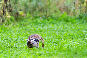 Indian Runner duck outdoors at organic Swiss farm on a late summer morning. Photo taken September 1st, 2025, Zurich Schwamendingen, Switzerland.