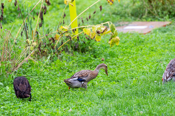 Indian Runner duck outdoors at organic Swiss farm on a late summer morning. Photo taken September 1st, 2025, Zurich Schwamendingen, Switzerland.