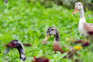 Close-up of Indian Runner ducks outdoors at organic Swiss farm on a late summer morning. Photo taken September 1st, 2025, Zurich Schwamendingen, Switzerland.