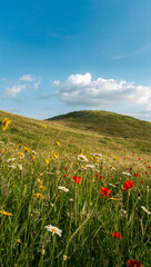 Vibrant wildflowers bloom on rolling green hills under a blue sky wildflower meadow rolling hills