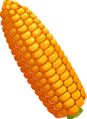 Cartoon raw corn cob isolated ripe vegetable with golden yellow kernels. Vector farm food, harvest, farming and organic produce. Maize ear, sweet yellow natural crop, healthy food ingredient