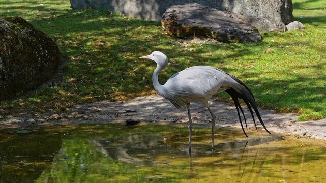 The Blue Crane, Grus paradisea, is an endangered bird specie endemic to Southern Africa. It is the national bird of South Africa