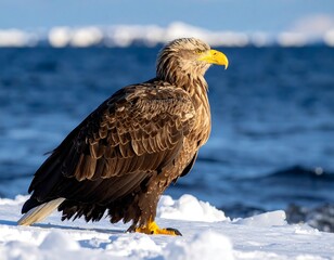 Majestic eagle perched on snow near a wavy ocean