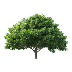 Obraz premium Minimalist tree icon with sparse foliage, sleek design, vibrant green leaves, natural trunk, isolated on transparency background, modern and clean aesthetic, peaceful and fresh feeling