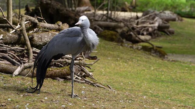 The Blue Crane, Grus paradisea, is an endangered bird specie endemic to Southern Africa. It is the national bird of South Africa