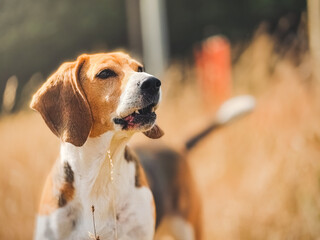 Portrait of a happy beagle dog looking up on the nature. 