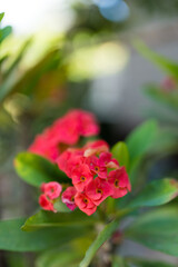 Bunches of Vibrant pink Crown of Thorns flowers blooming on the shrub