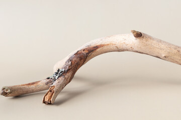 A dry branch on a white background. Minimalistic creative composite background for the presentation of cosmetics or products. Front view