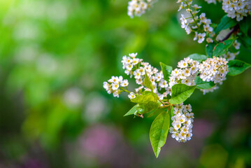 Bird cherry branches in the garden in spring
