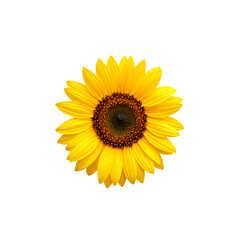 Bright yellow sunflower isolated on white background