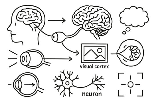 Brain and Eye Pathway. Hand-drawn doodle illustration brain and vision optic nerve, brain, visual cortex, signal arrow, retina,