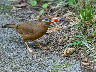 赤い木の実を咥えて食べようとする小鳥