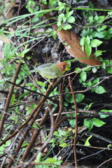 The chestnut-headed tesia (Cettia castaneocoronata) is a small insectivorous songbird formerly of...