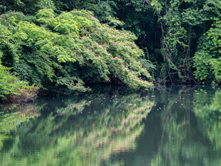 池の上に枝を広げる樹からピンク色の花びらが水面に散る