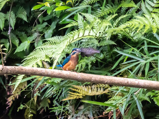 獲物と間違えて木の葉を咥えてしまった事に戸惑っているカワセミ