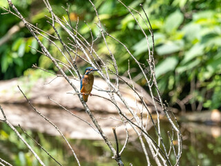 木の枝から獲物を探すカワセミ
