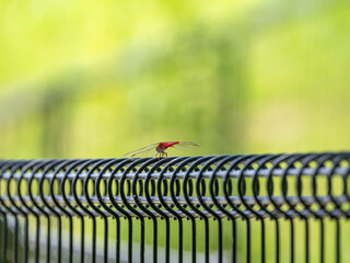 黒いワイヤー上のフェンスに止まる赤トンボ
