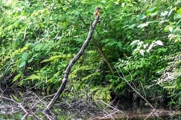 池から伸びる木の枝の先端に止まって水面を監視するカワセミ