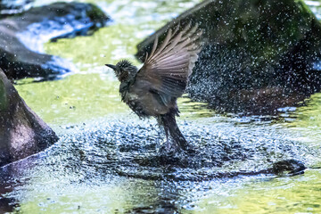 光る小川に飛び込んで水浴びするヒヨドリ