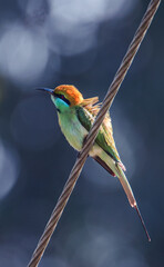 A Bee Eater Bird