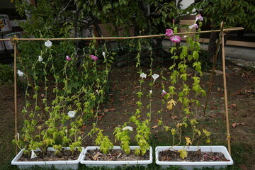朝顔の花