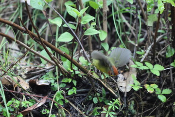 The chestnut-headed tesia (Cettia castaneocoronata) is a small insectivorous songbird formerly of the 