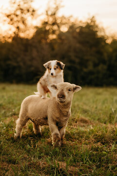 border collie puppy sitting on sheep
