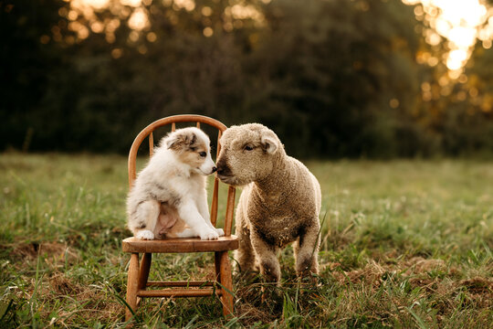 border collie puppy and sheep nose to nose