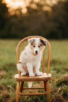 boarder collie puppy in a field on a chair