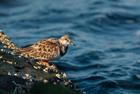 A winter plumage adult Ruddy Turnstone on a barnacle covered roc