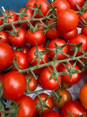 A view inside a tomato greenhouse, showing rows of lush tomato plants laden with ripe red tomatoes. A narrow pathway runs through the middle, surrounded by vibrant green leaves 