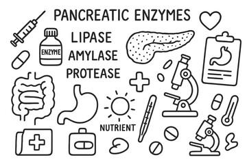Pancreatic Enzymes Doodle. Hand-drawn doodle illustration pancreatic enzymes enzyme types lipase, amylase, protease, pancreas,